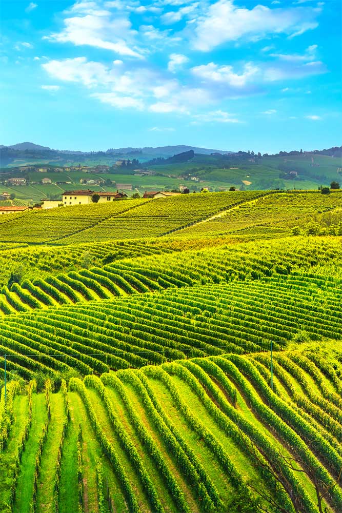 Alta Langa wine: a journey between 250 and 700 meters