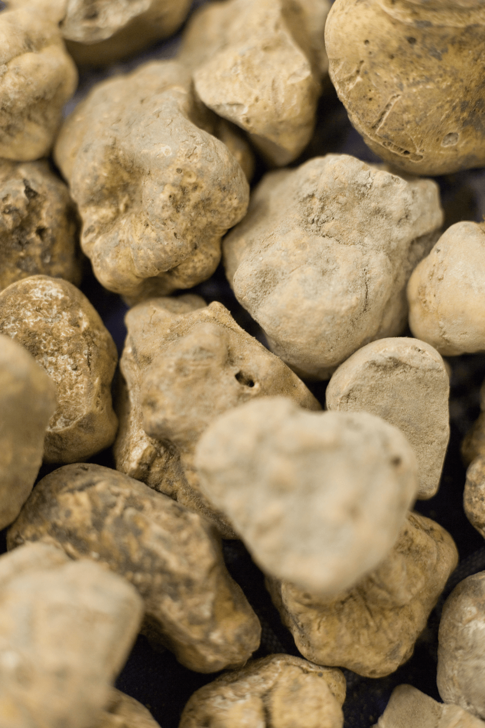 La Fiera del Tartufo delle Langhe e del Monferrato, prepariamoci!!