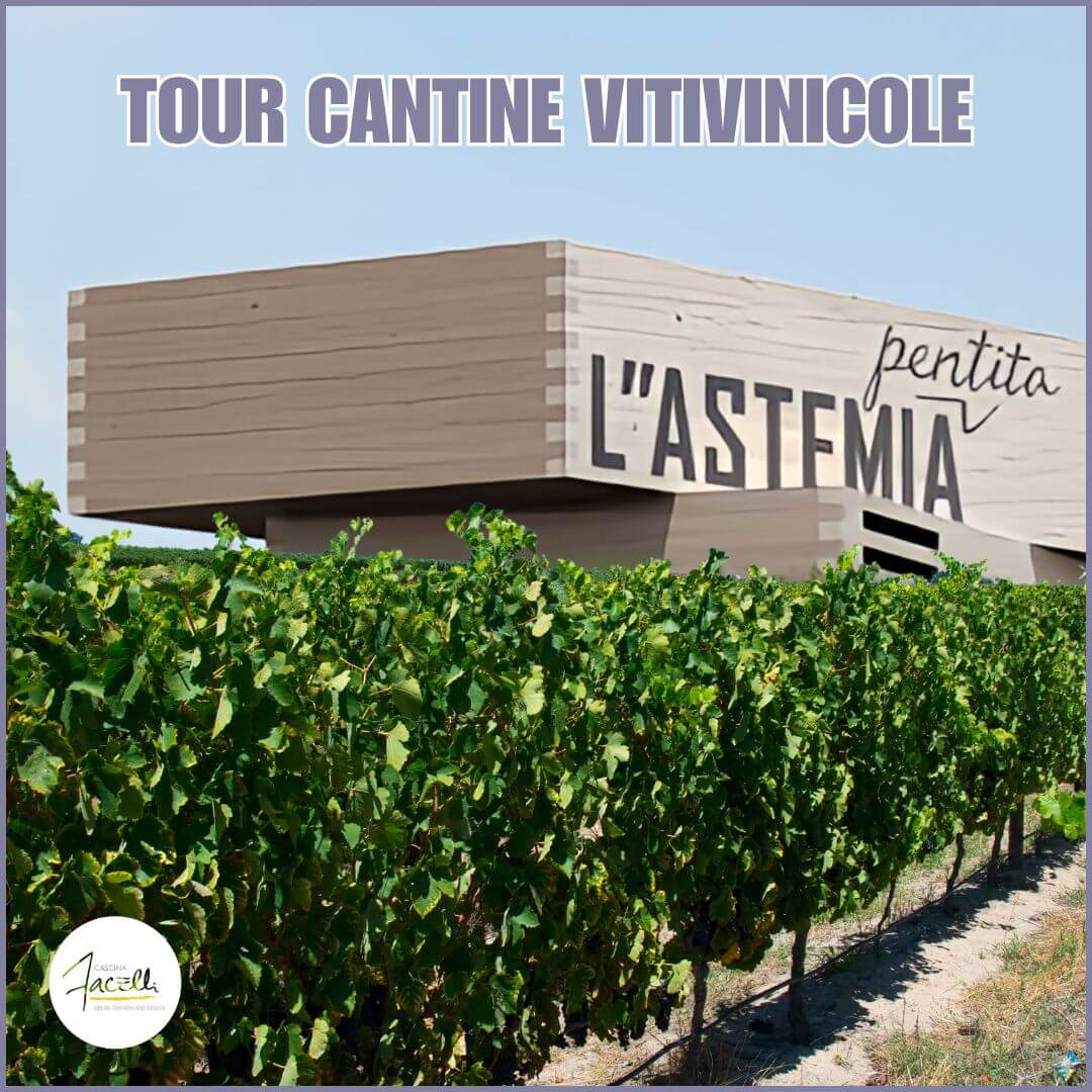 tour cantine langhe